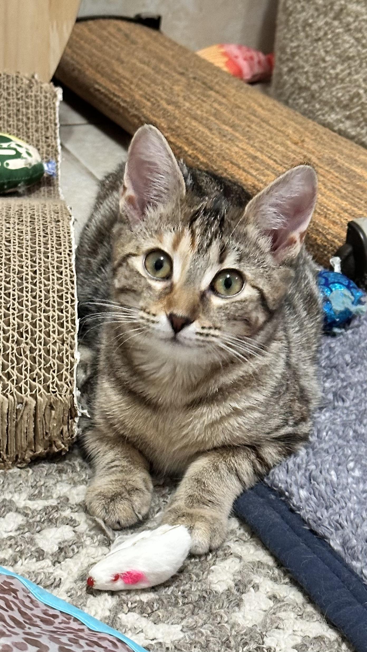 Millie....  little shy.... Crazy cute!!!  , adoptable, Young Female Domestic Medium Hair.