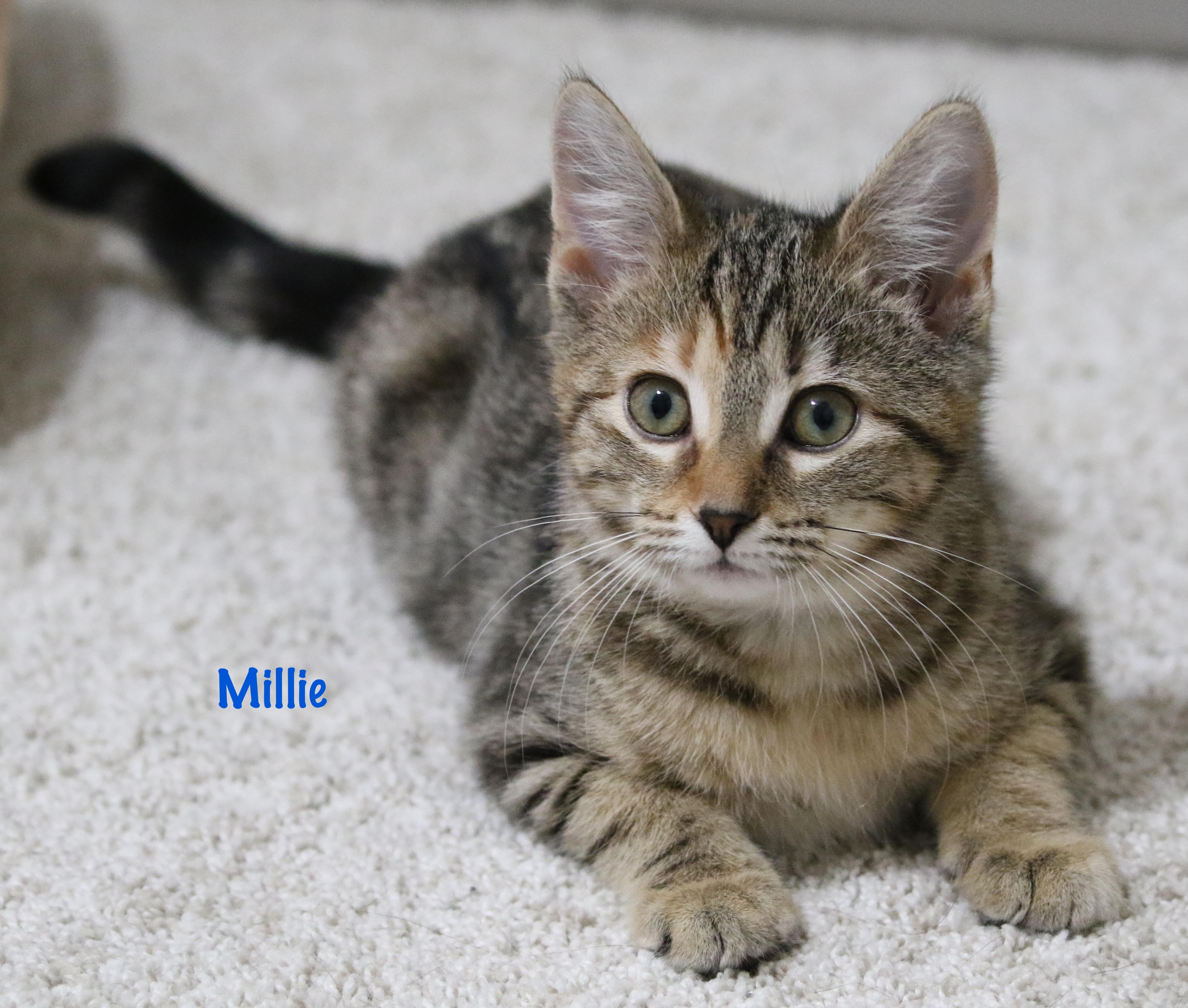 Millie....  available "soon" , Adoptable, Kitten Female Domestic Medium Hair.