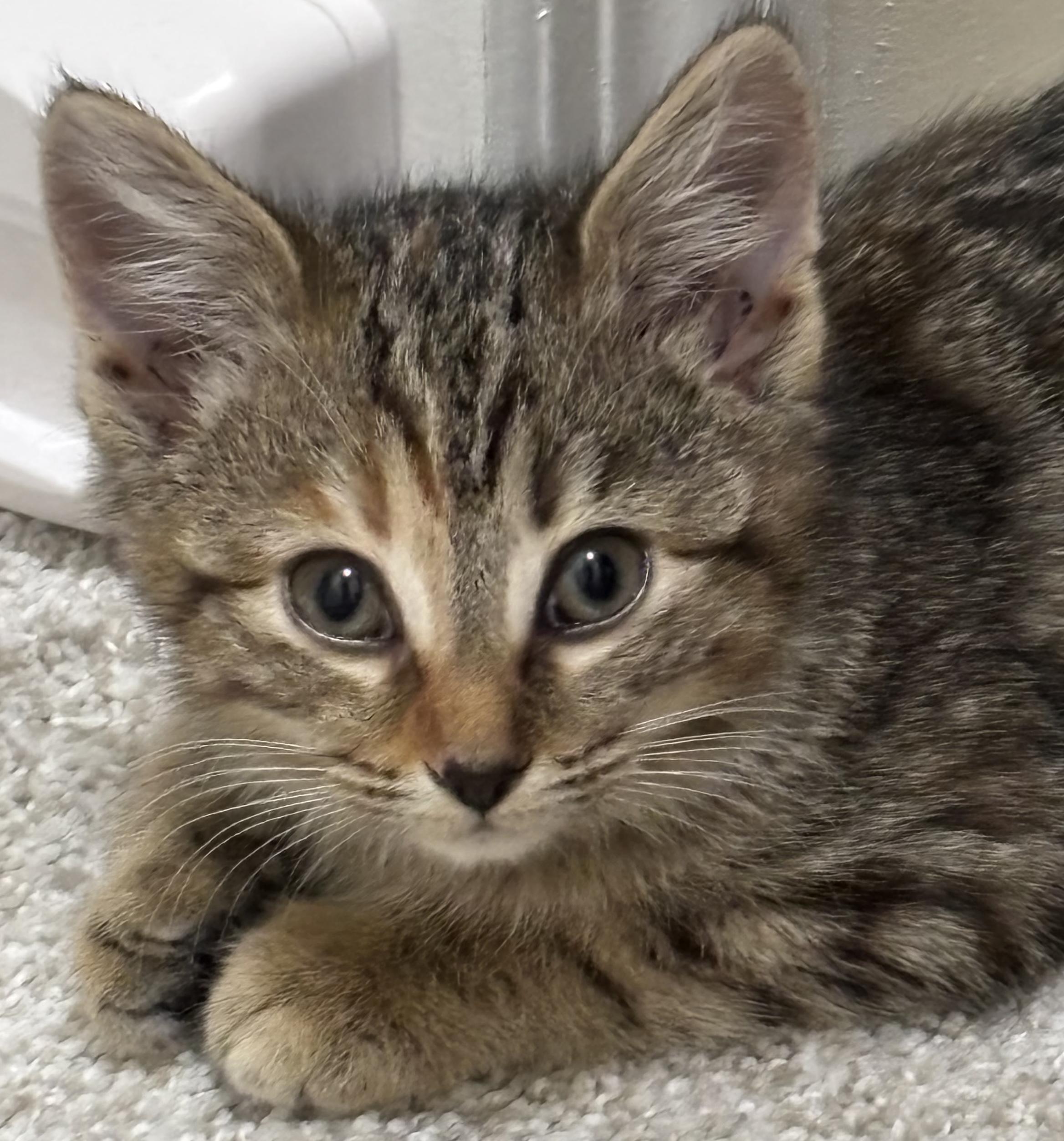 Millie, Adoptable, Kitten Female Domestic Medium Hair.