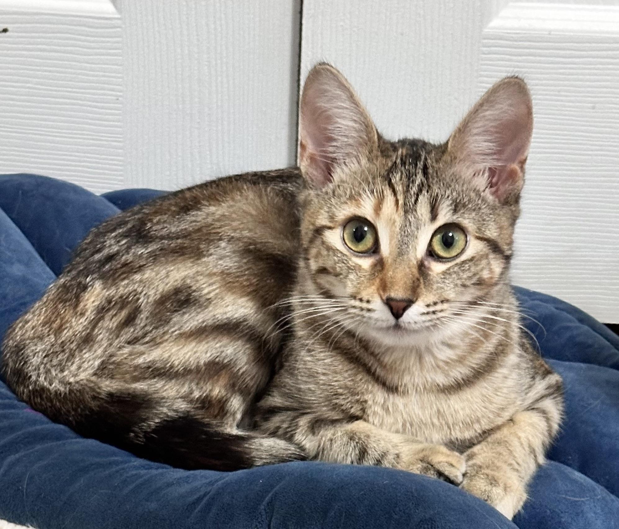 Enlarge Millie....  little shy.... Crazy cute!!!  , an adopted Domestic Medium Hair in Palm Coast, FL image 1/5