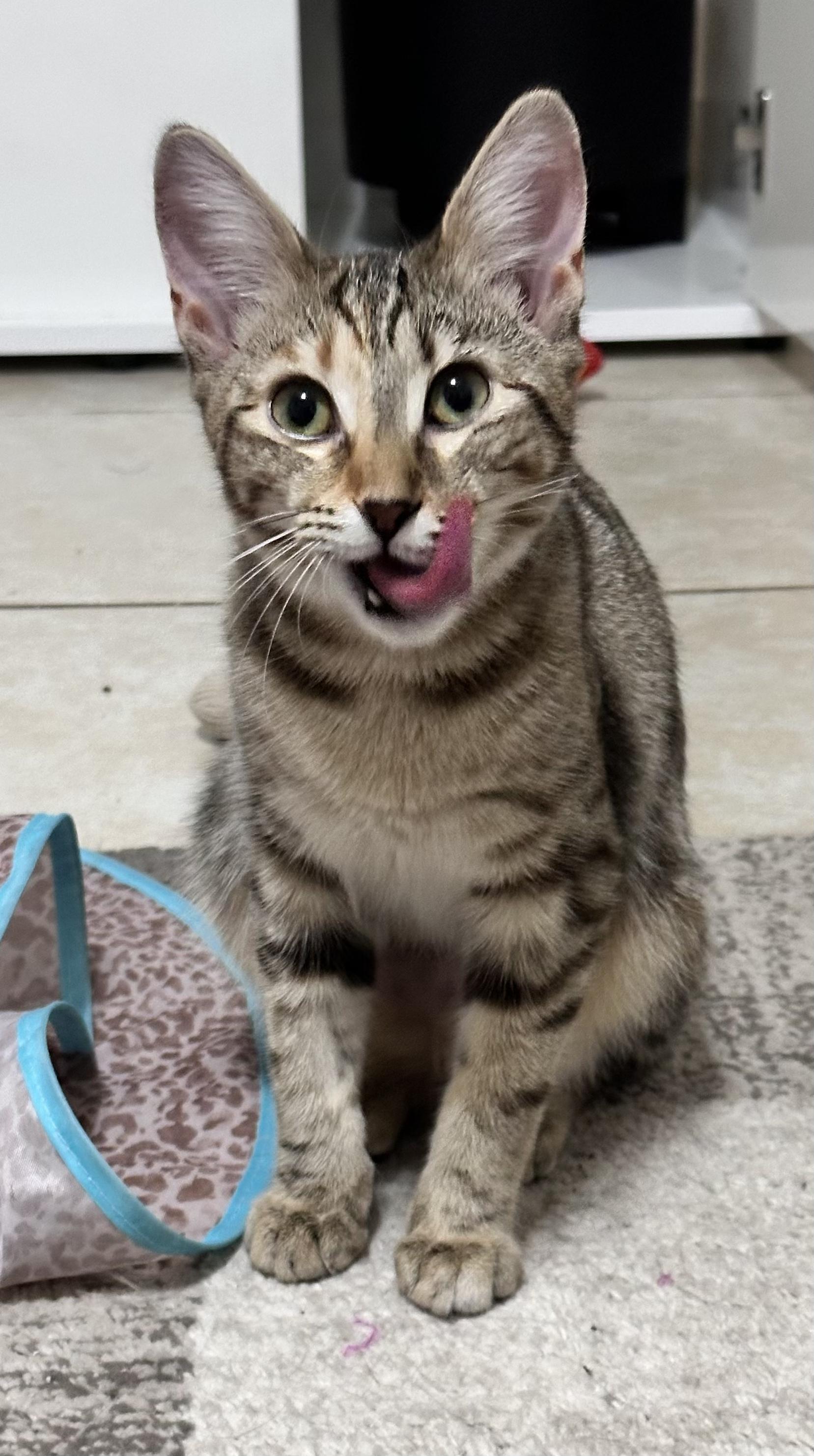 Enlarge Millie....  little shy.... Crazy cute!!!  , an adopted Domestic Medium Hair in Palm Coast, FL image 2/5