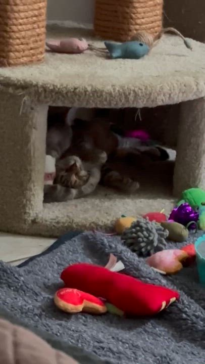 Enlarge Millie....  little shy.... Crazy cute!!!  , an adopted Domestic Medium Hair in Palm Coast, FL video 5/5