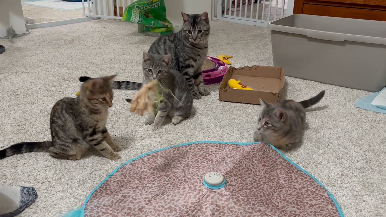 Enlarge Millie....  available "soon" , a Adoptable Domestic Medium Hair in Palm Coast, FL video 2/2