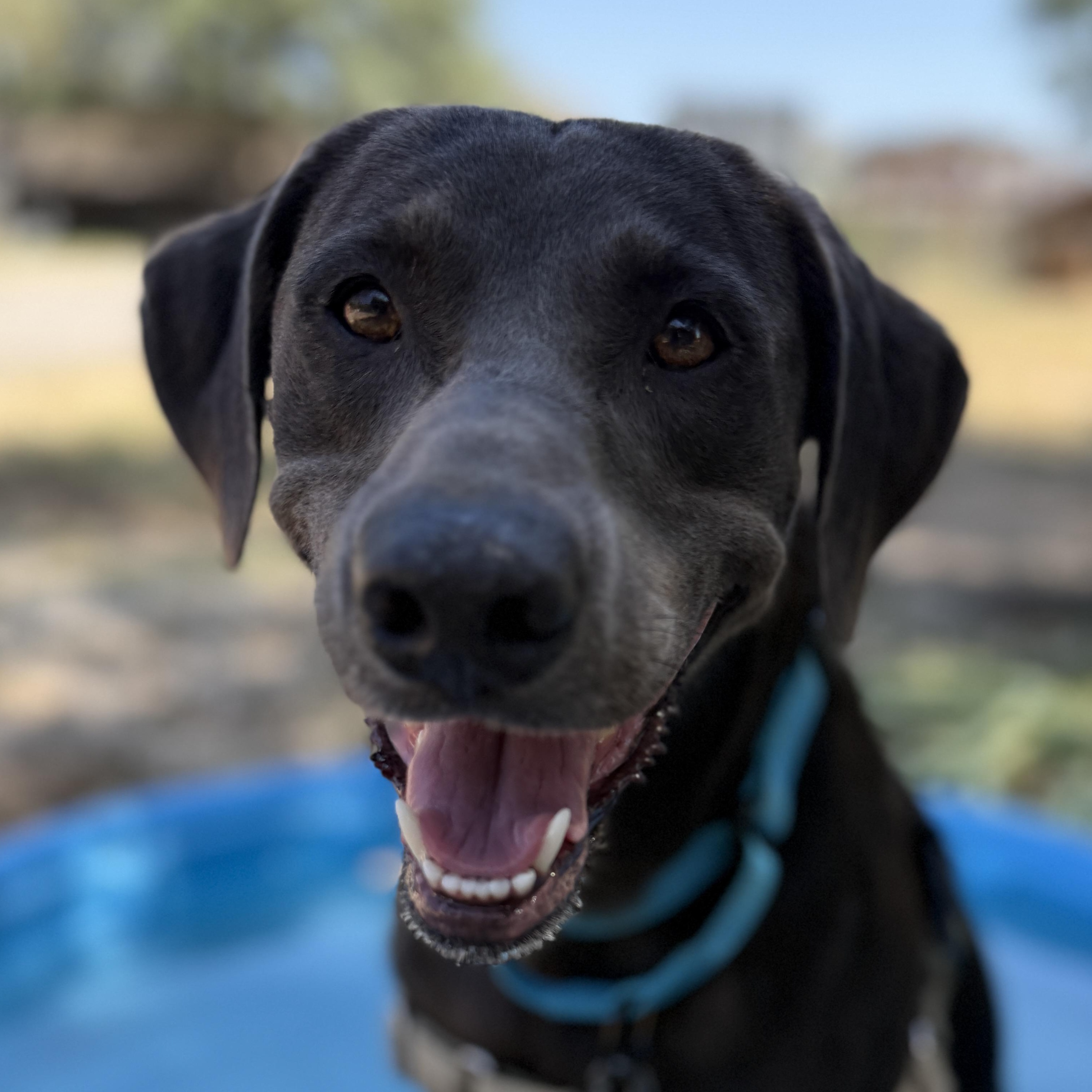 Enlarge Rocky, a Adopted mixed breed in Bulverde, TX image 1/3