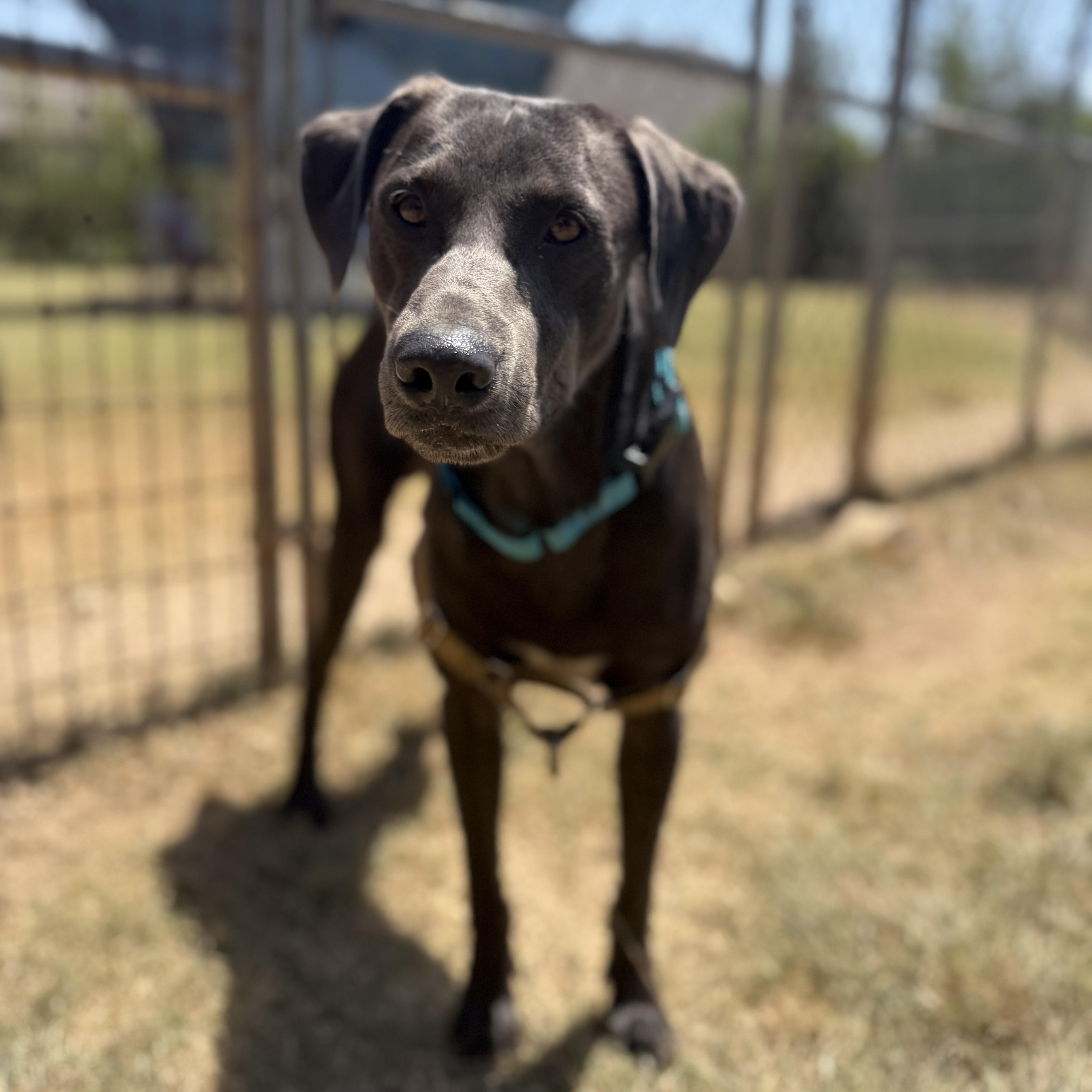 Enlarge Rocky, a Adopted mixed breed in Bulverde, TX image 2/3