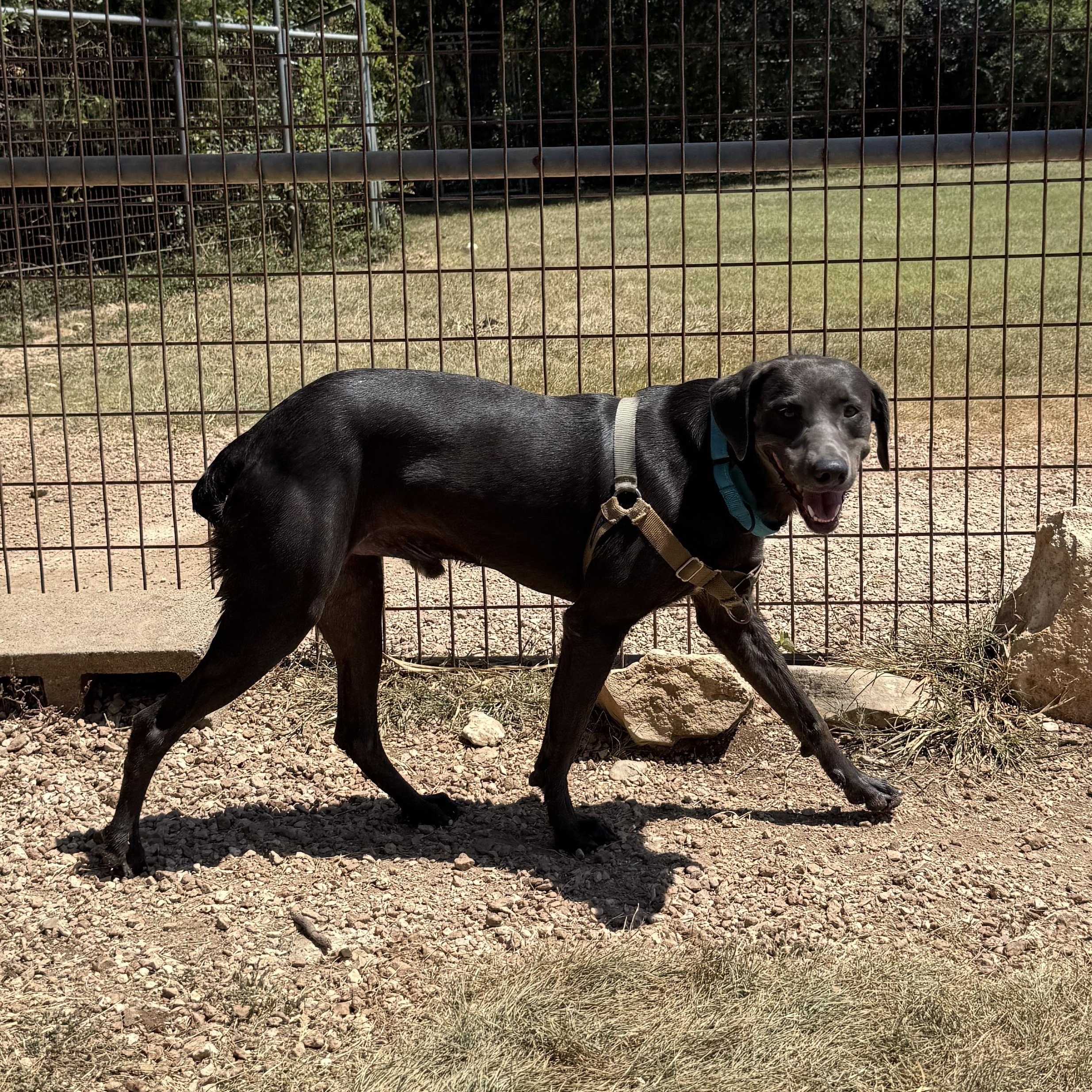 Enlarge Rocky, a Adopted mixed breed in Bulverde, TX image 3/3