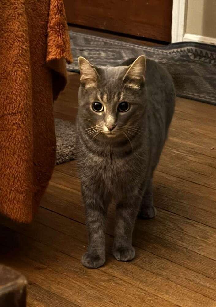 Ma Rainey, Adoptable, Young Female Domestic Short Hair & Domestic Short Hair.