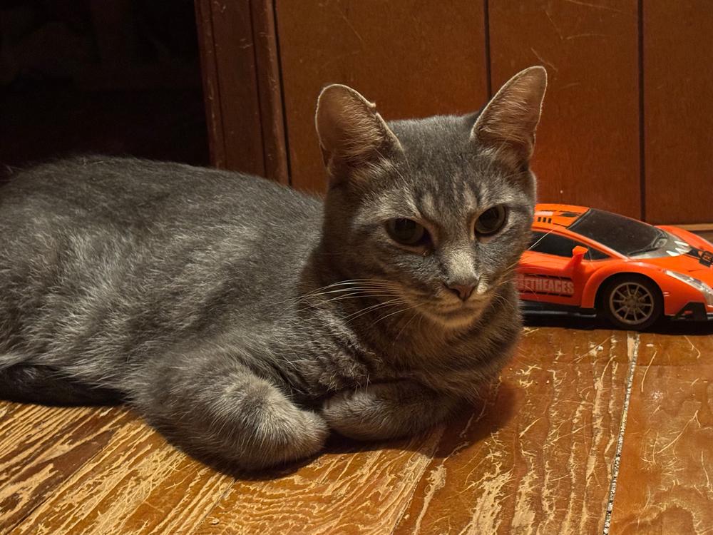 Ma Rainey, Adoptable, Young Female Domestic Short Hair & Domestic Short Hair.