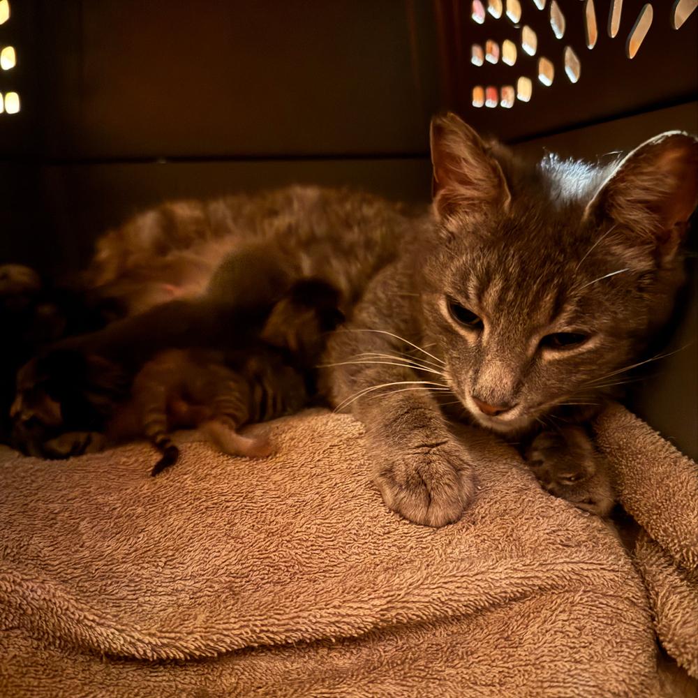 Ma Rainey, a Adoptable mixed breed in Cleveland, OH image 2/2