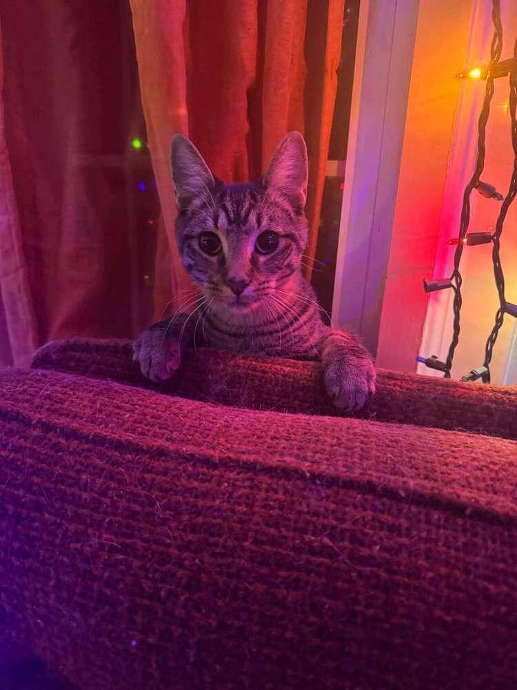 Enlarge Ma Rainey, a Adoptable mixed breed in Cleveland, OH image 4/4