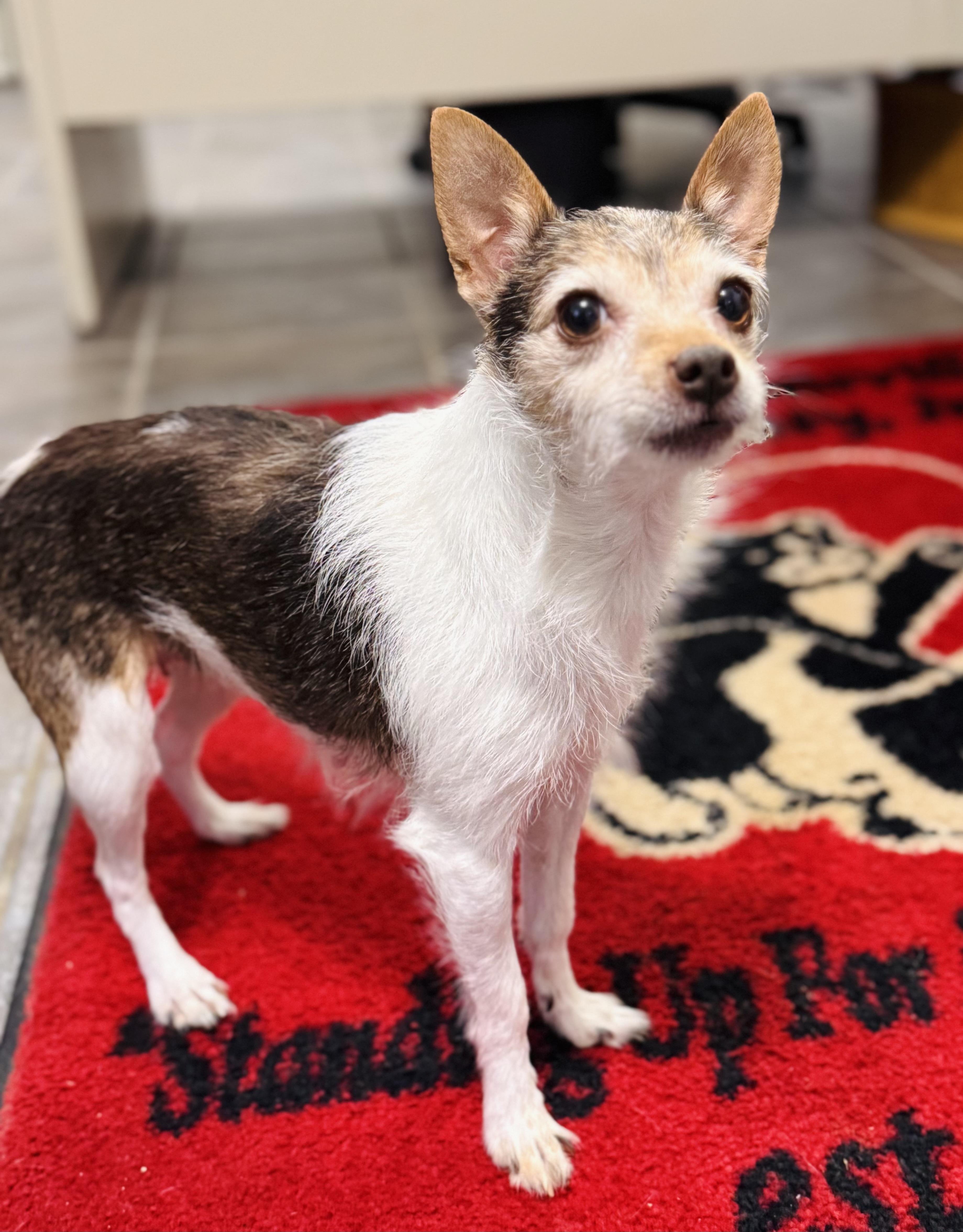 Abby, adopted, Adult Female Chihuahua.