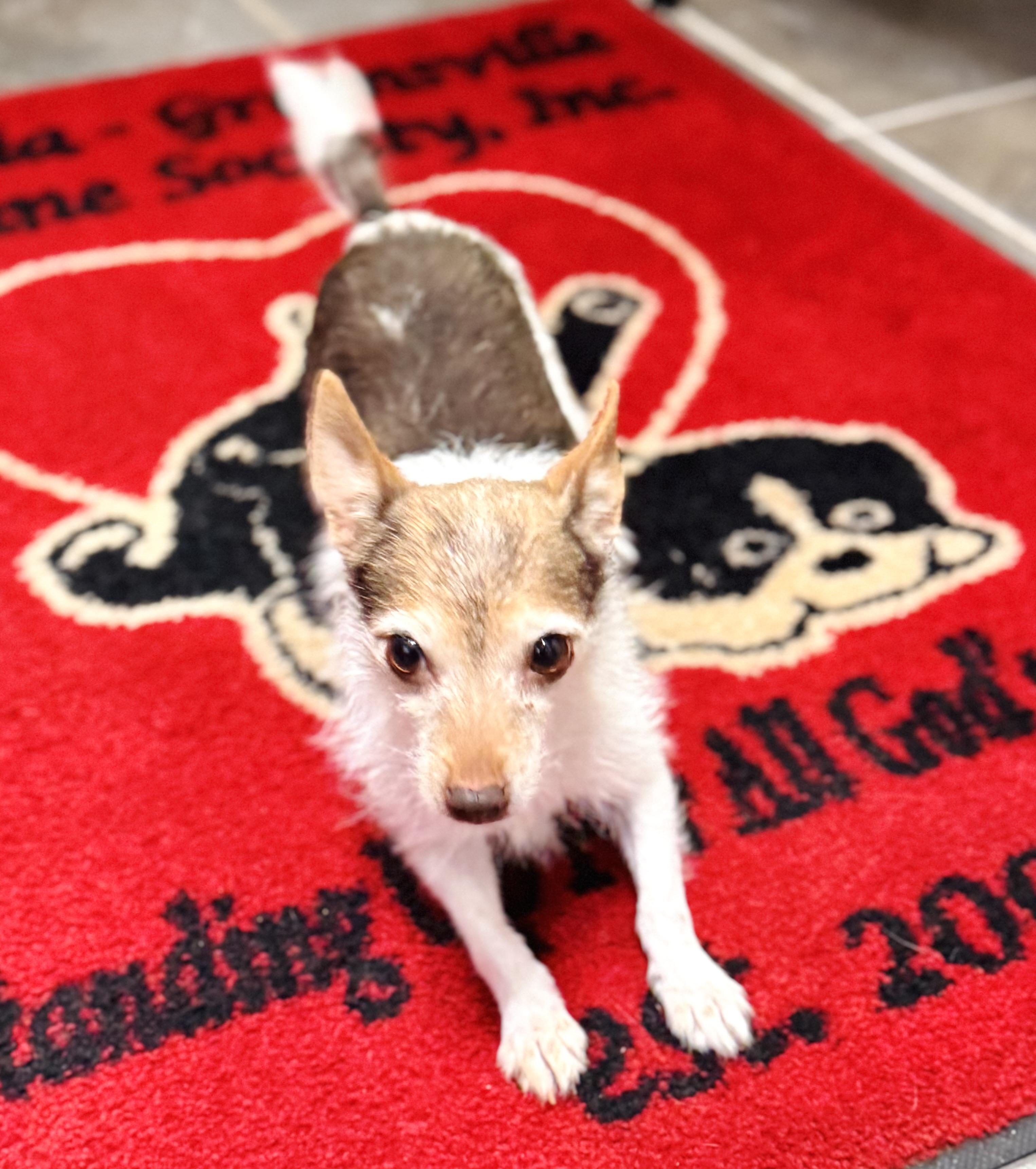 Enlarge Abby, an adopted mixed breed in Emporia, VA image 2/3