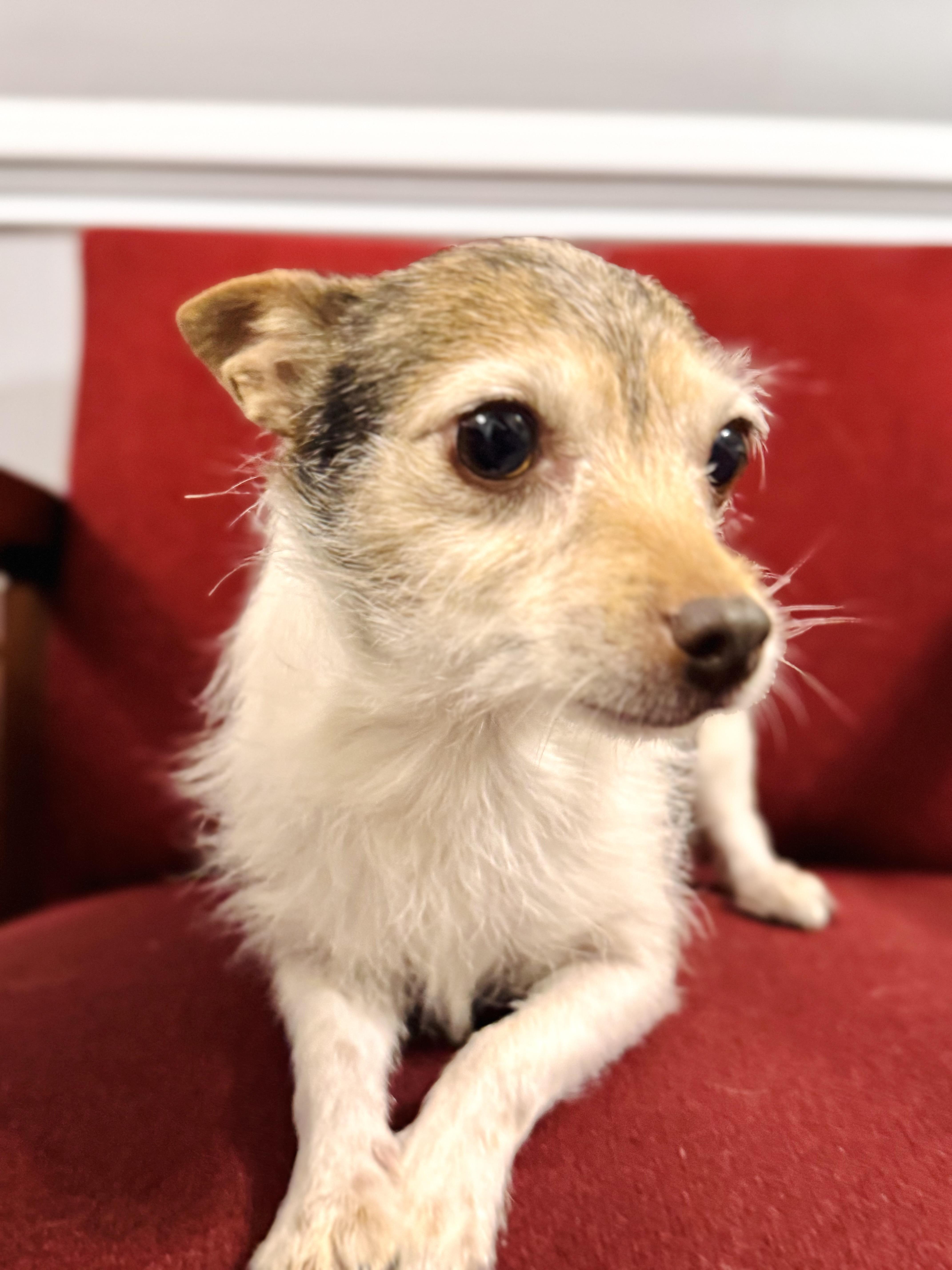 Enlarge Abby, an adopted mixed breed in Emporia, VA image 3/3