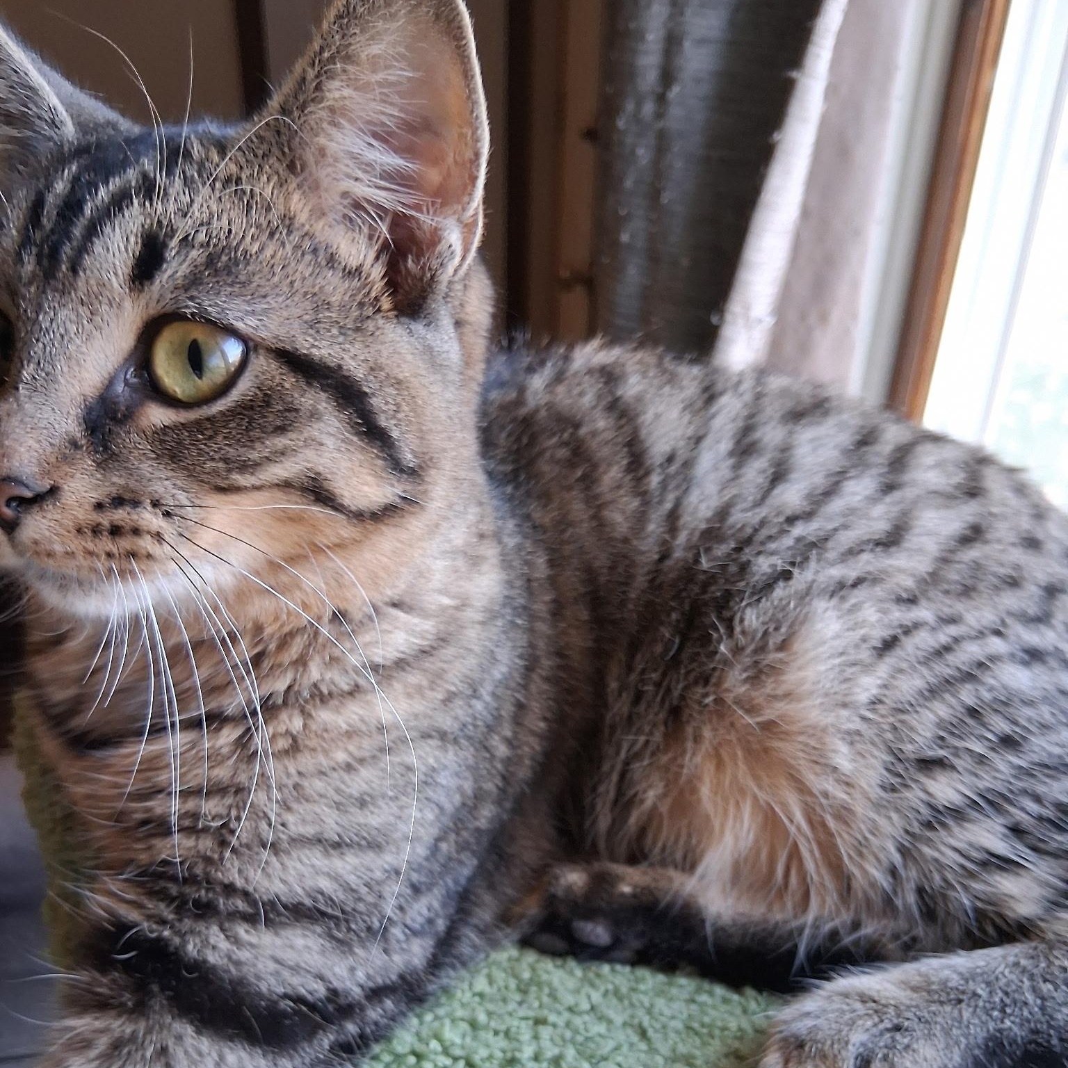 Enlarge COOKIE, a Adoptable Tabby in Lake City, MN image 4/5