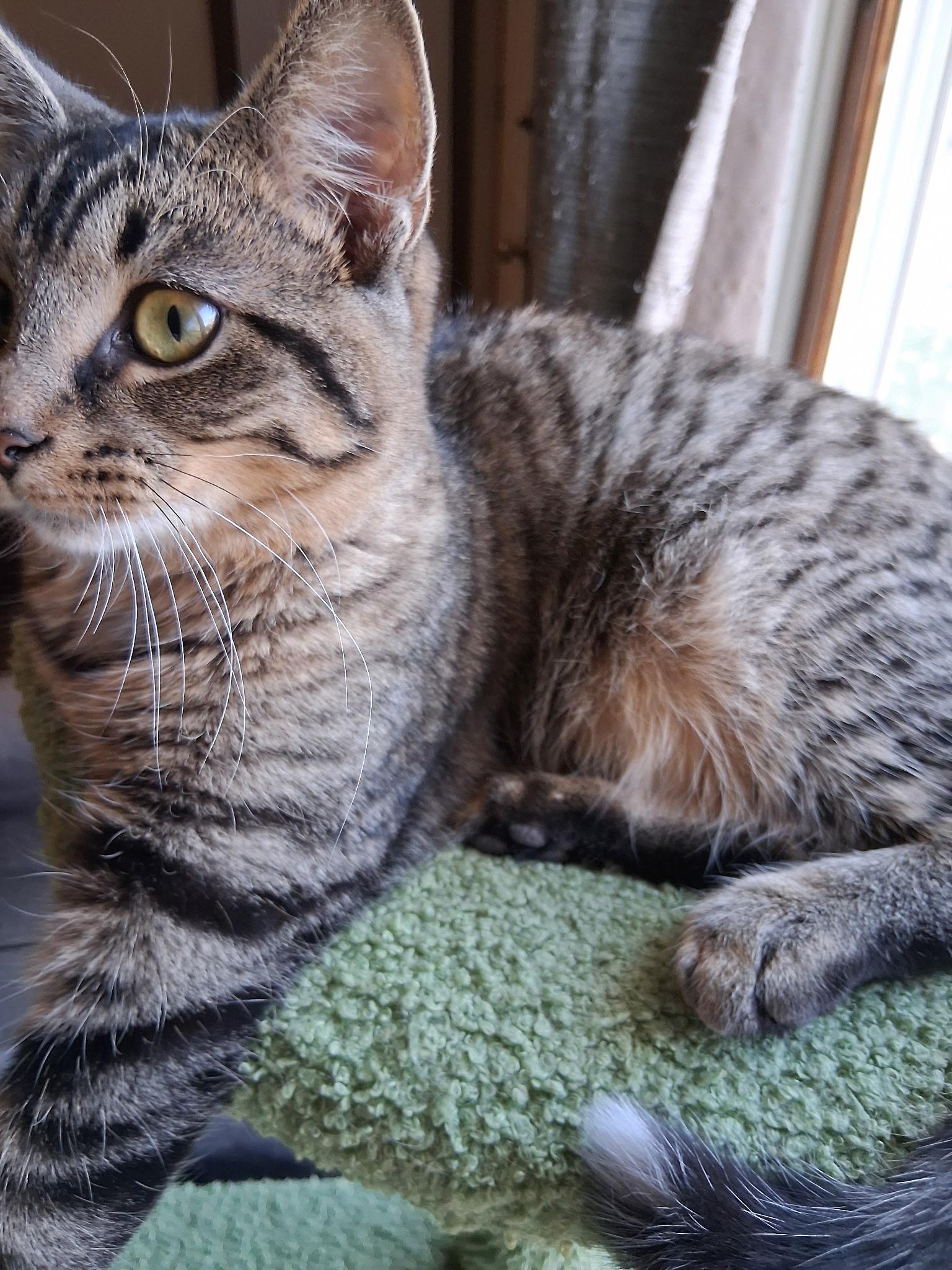 Enlarge COOKIE, a Adoptable Tabby in Lake City, MN image 2/3
