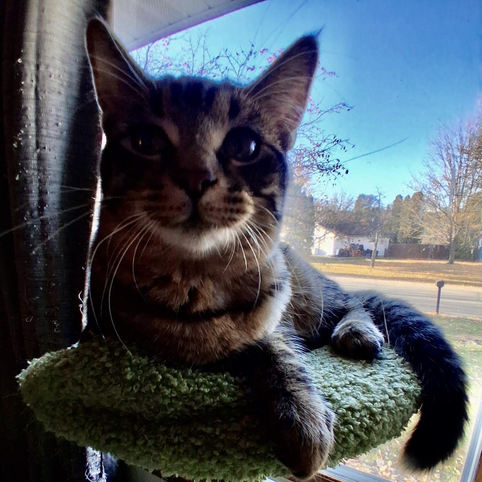 Enlarge COOKIE, a Adoptable Tabby in Lake City, MN image 5/5