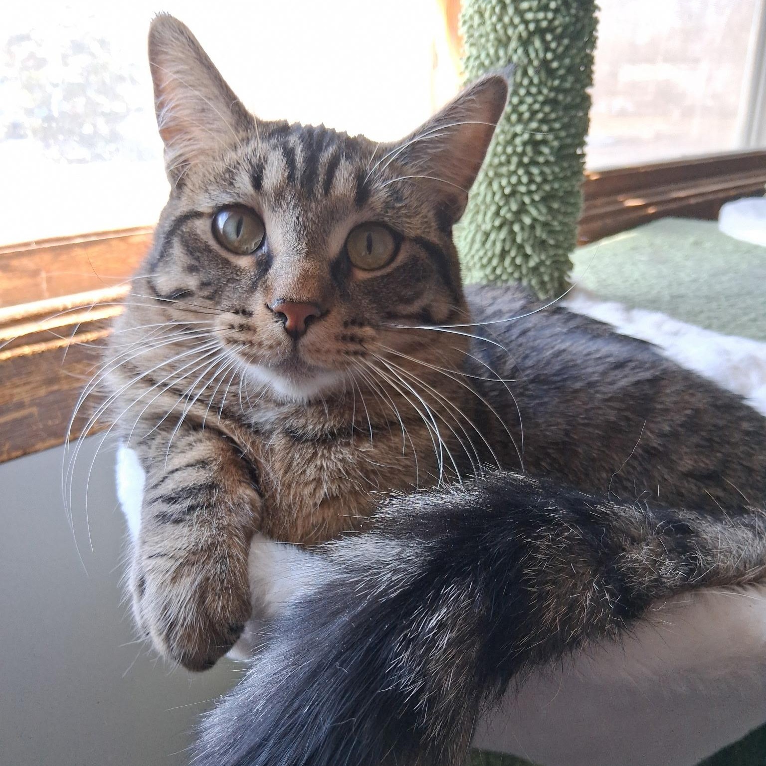 Enlarge COOKIE, a Adoptable Tabby in Lake City, MN image 2/5