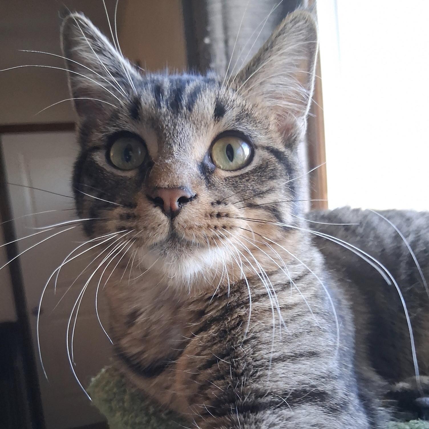 Enlarge COOKIE, a Adoptable Tabby in Lake City, MN image 1/5