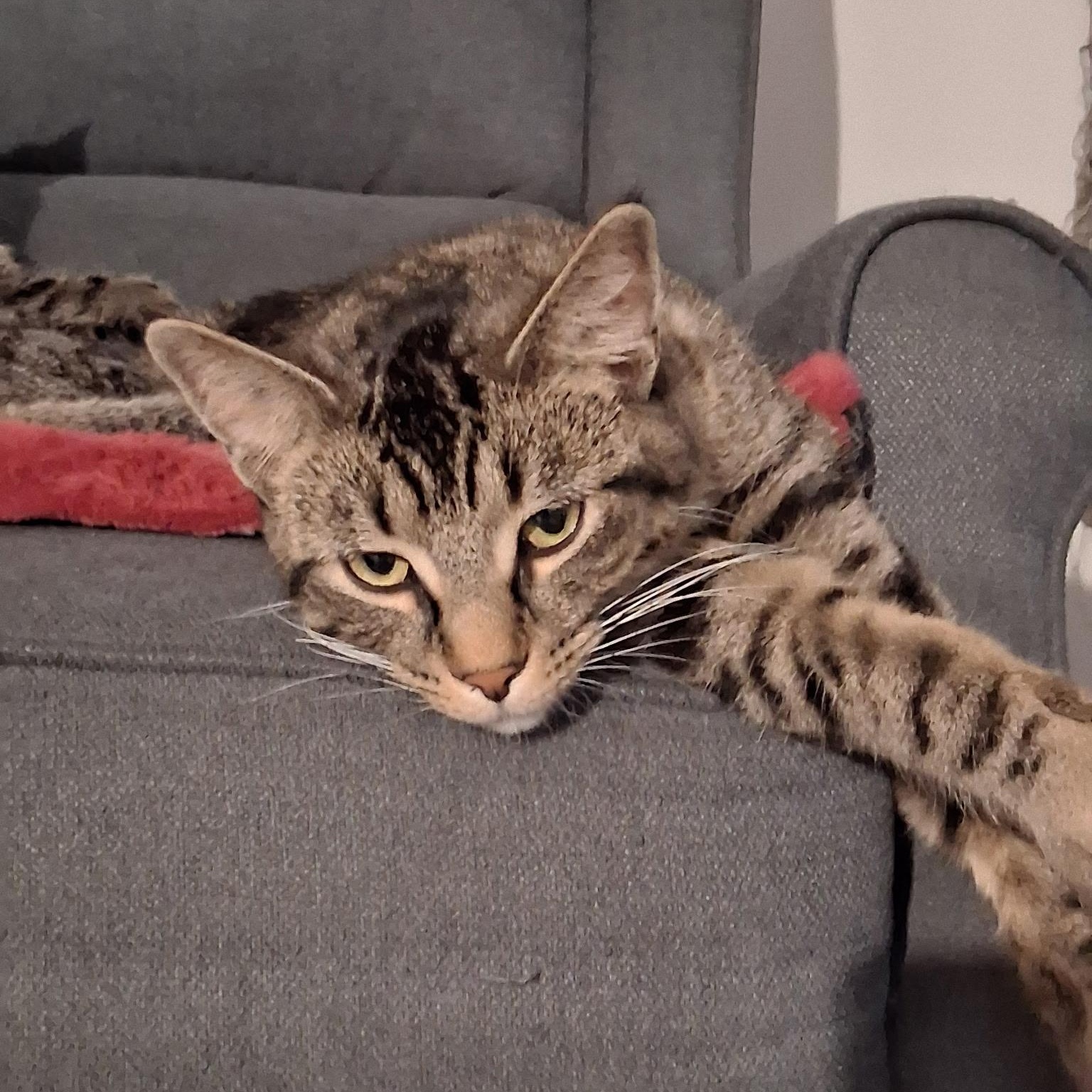 Enlarge COOKIE, a Adoptable Tabby in Lake City, MN image 3/5