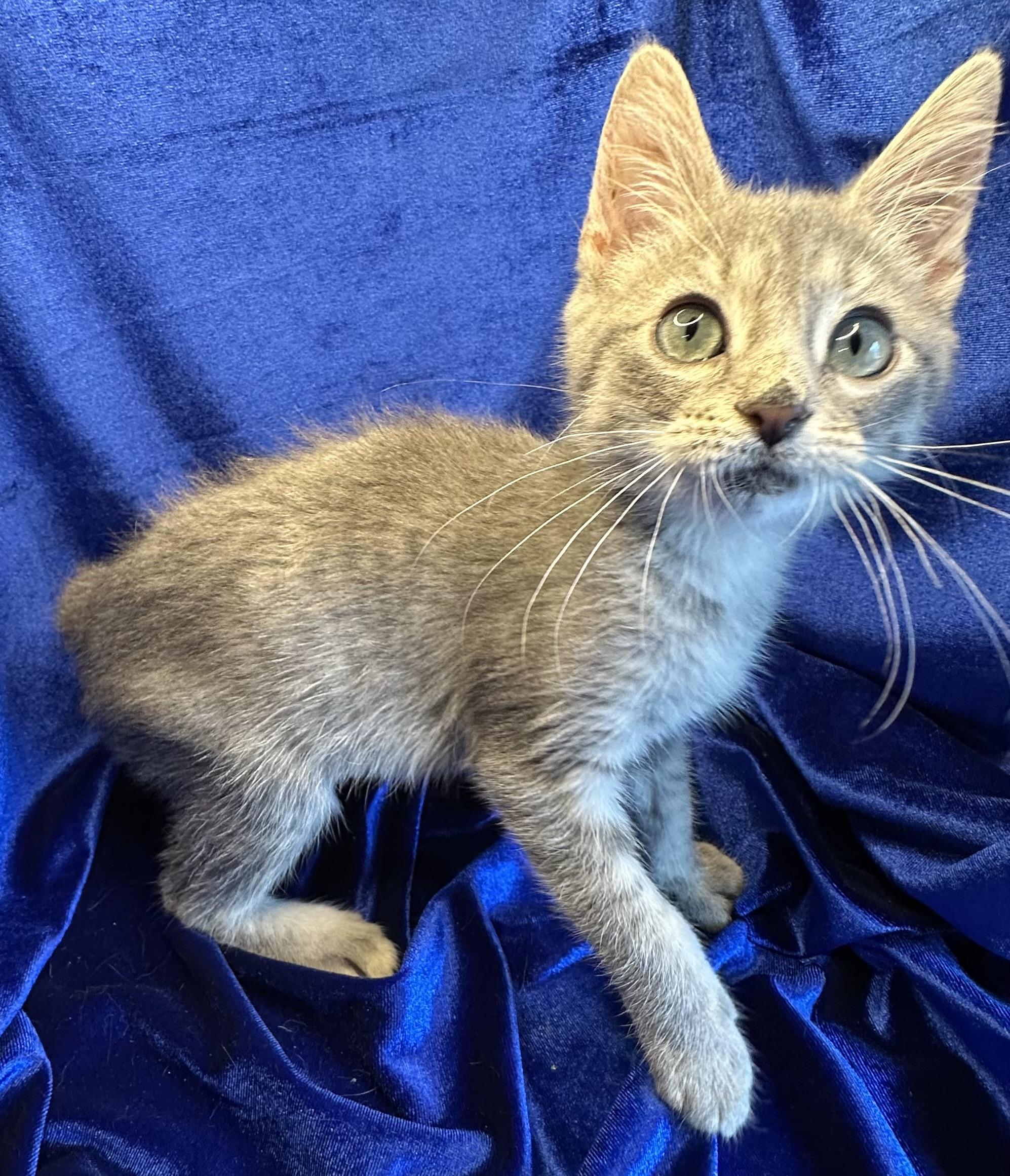Bonnie, Adoptable, Kitten Female Domestic Short Hair & Tabby.