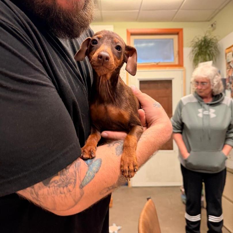 Enlarge Goliath, a Adoptable Miniature Pinscher in Park Falls, WI image 1/3