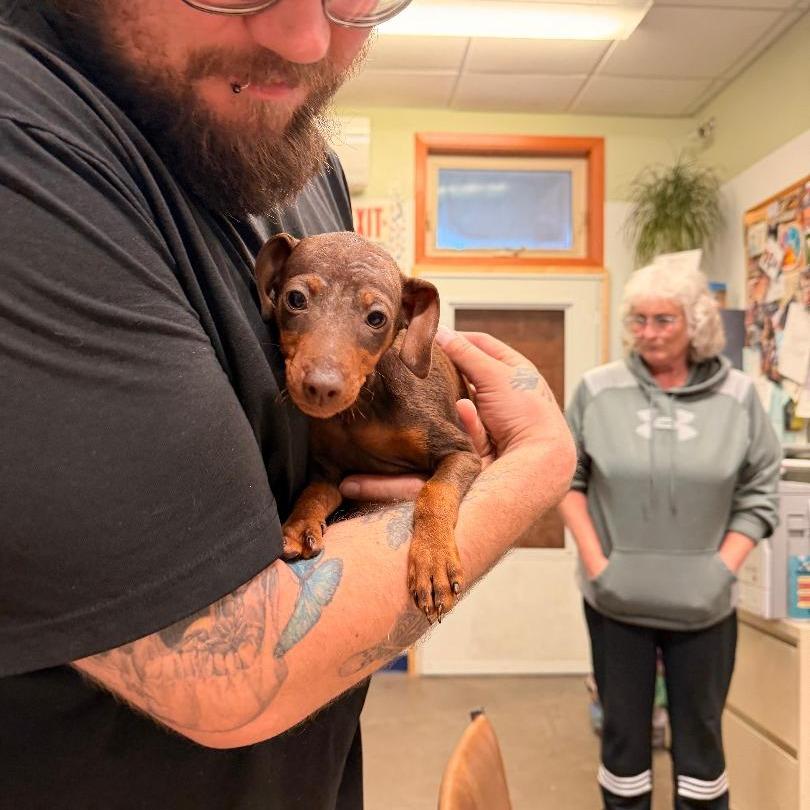 Enlarge Goliath, a Adoptable Miniature Pinscher in Park Falls, WI image 2/3