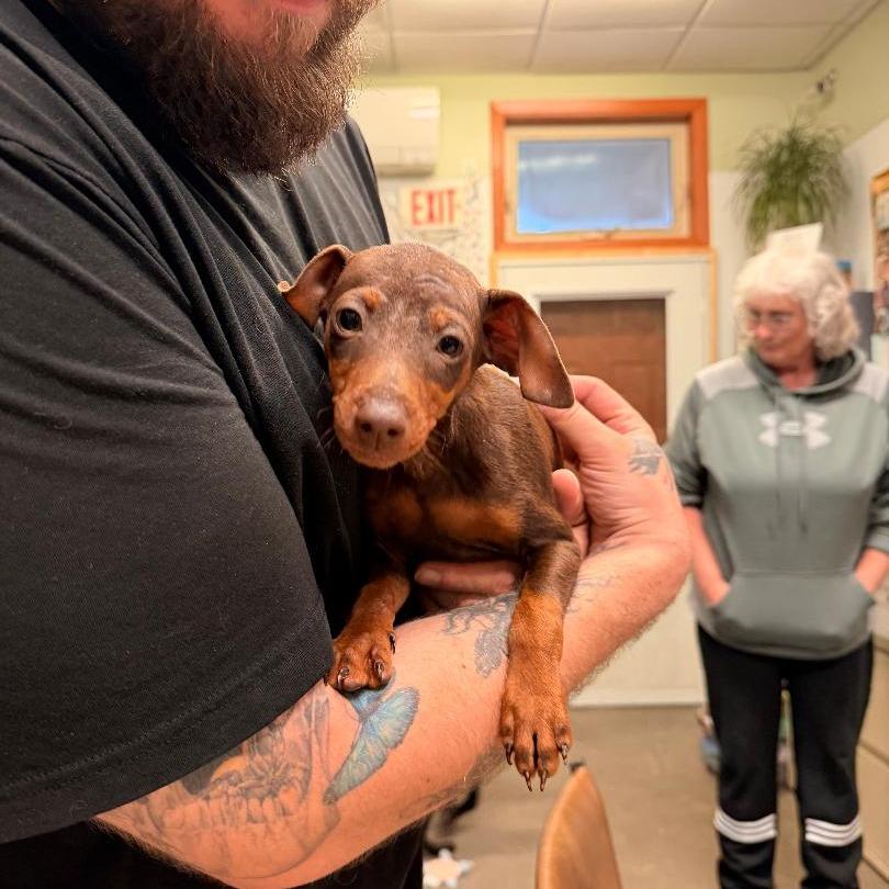 Enlarge Goliath, a Adoptable Miniature Pinscher in Park Falls, WI image 3/3