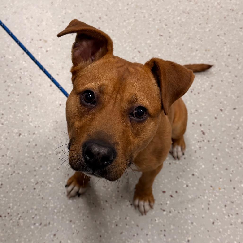 RJ, a Adoptable mixed breed in Indianapolis, IN image 1/2