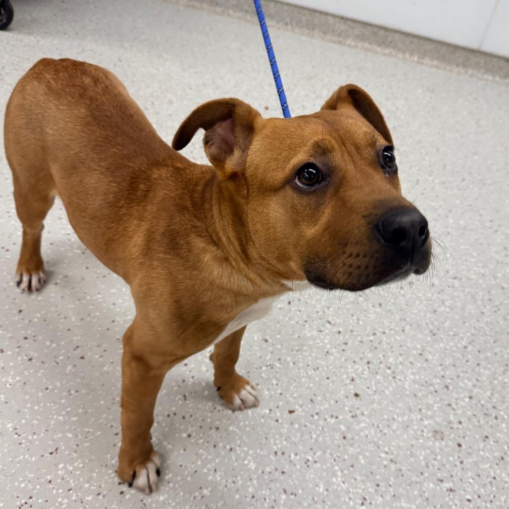 RJ, a Adoptable mixed breed in Indianapolis, IN image 2/2