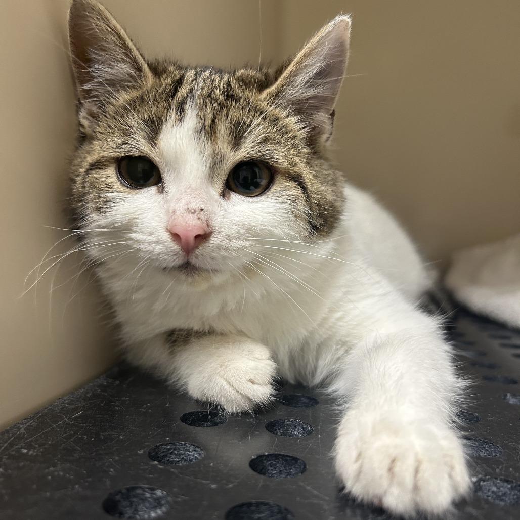 Imogen, Adoptable, Kitten Female Domestic Short Hair.