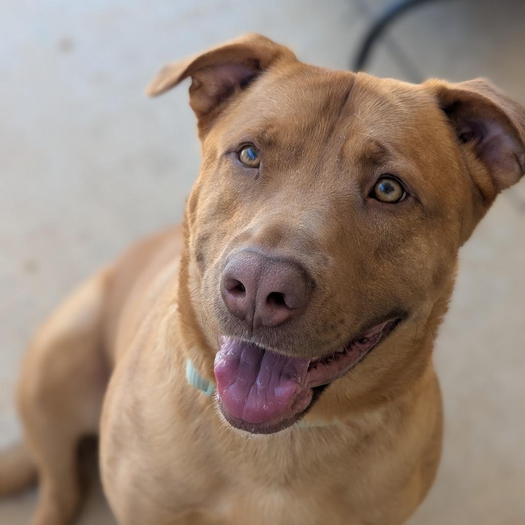 Enlarge Wrangler(BAS), a Adoptable mixed breed in Lenoir, NC image 1/6