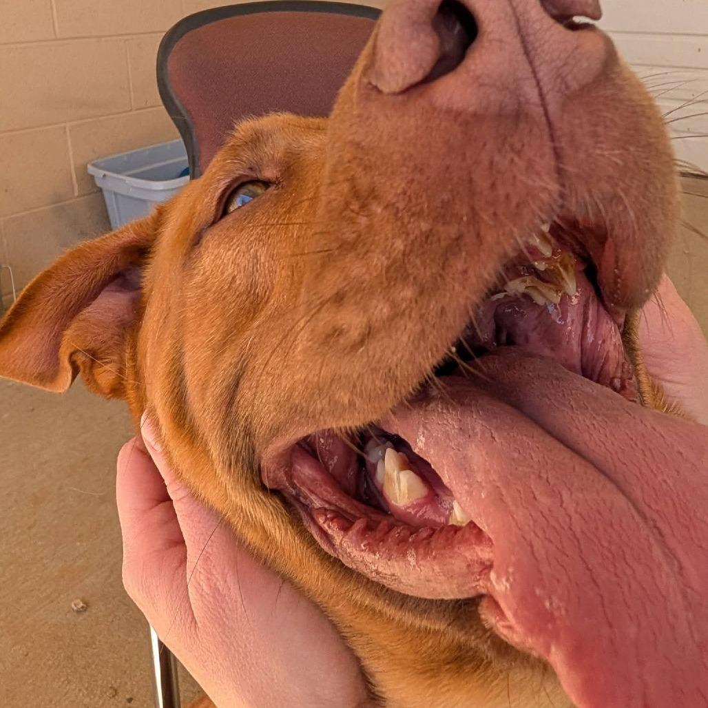 Wrangler(BAS), Adoptable, Adult Male Yellow Labrador Retriever & Mixed Breed.