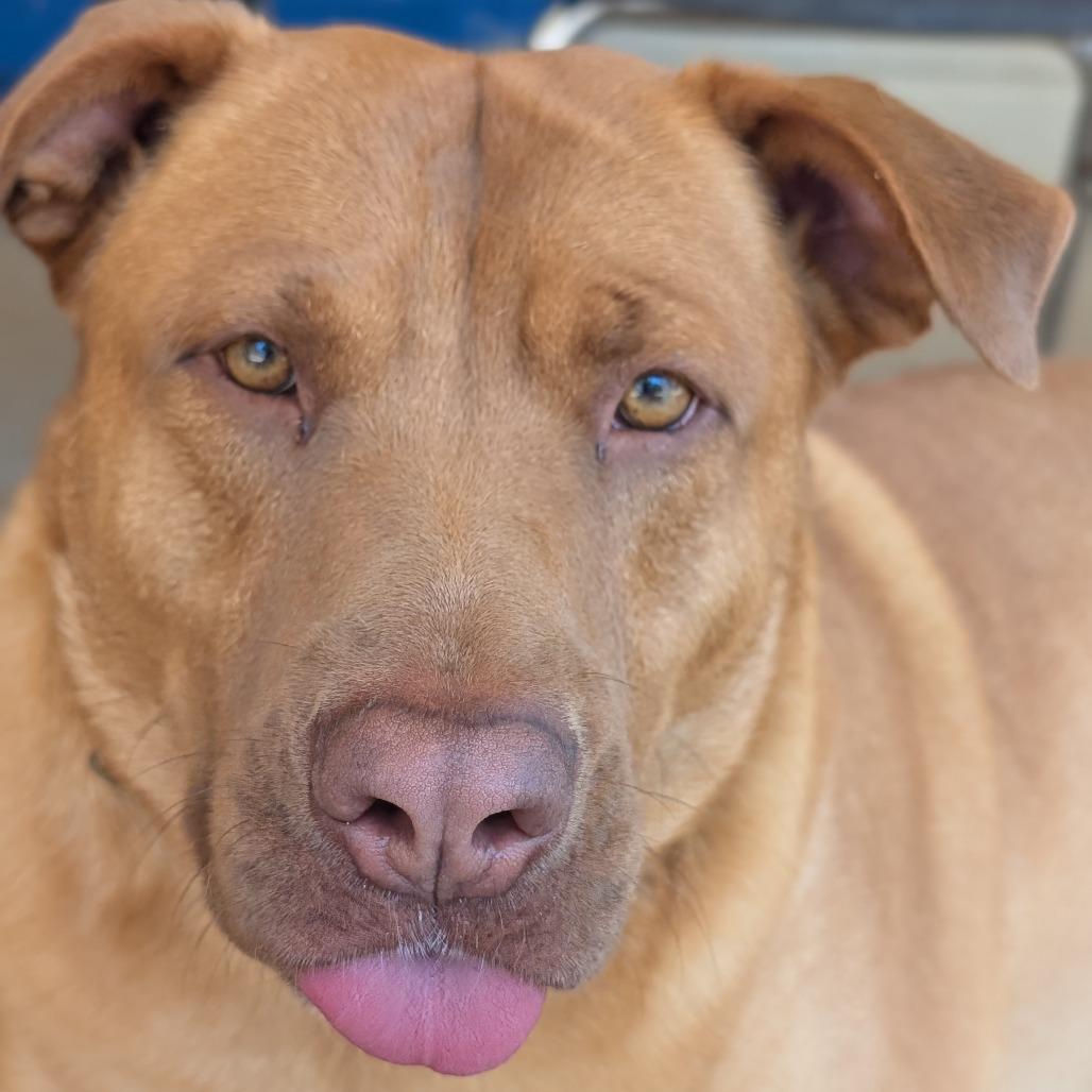 Enlarge Wrangler(BAS), a Adoptable mixed breed in Lenoir, NC image 1/6