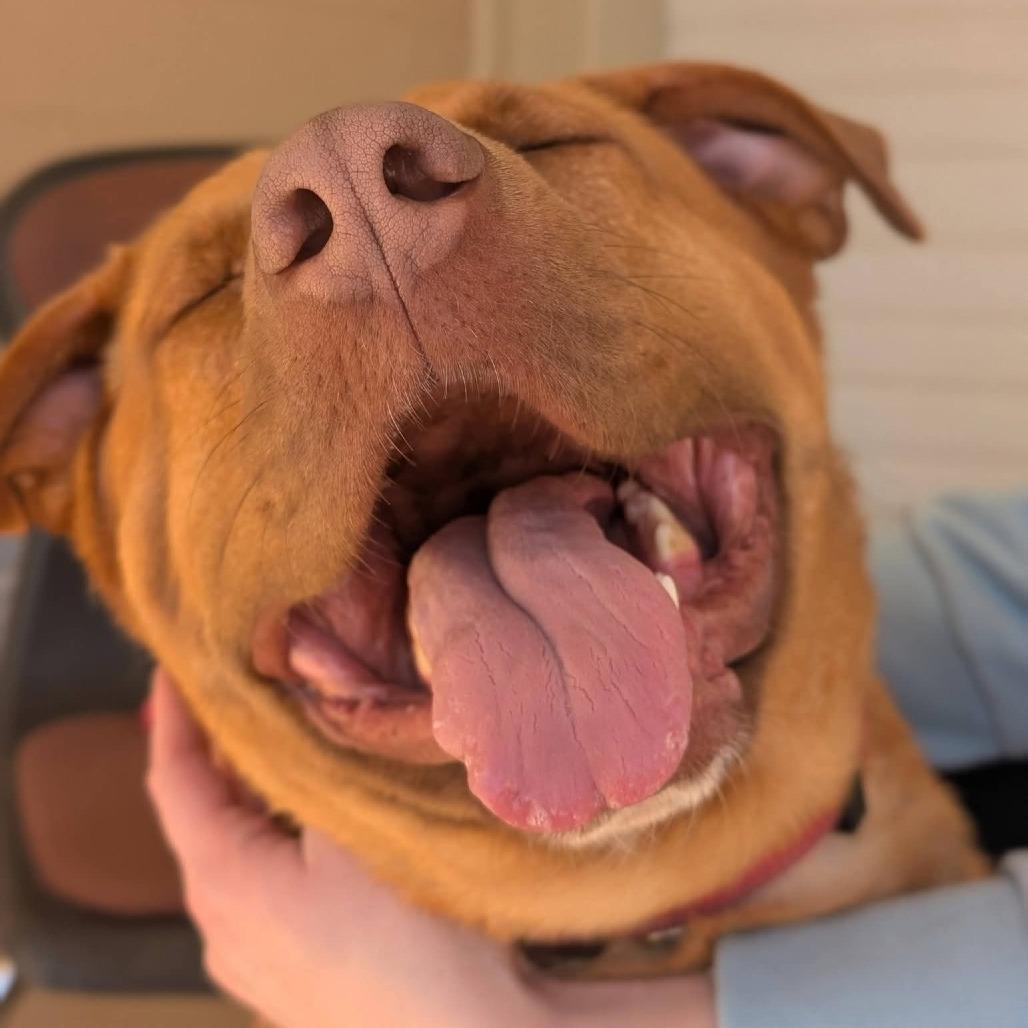 Enlarge Wrangler(BAS), a Adoptable mixed breed in Lenoir, NC image 3/6