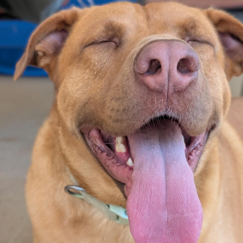 Enlarge Wrangler(BAS), a Adoptable mixed breed in Lenoir, NC image 1/6