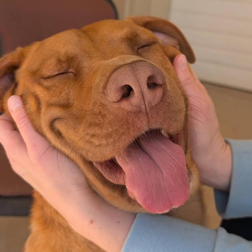 Enlarge Wrangler(BAS), a Adoptable mixed breed in Lenoir, NC image 4/6