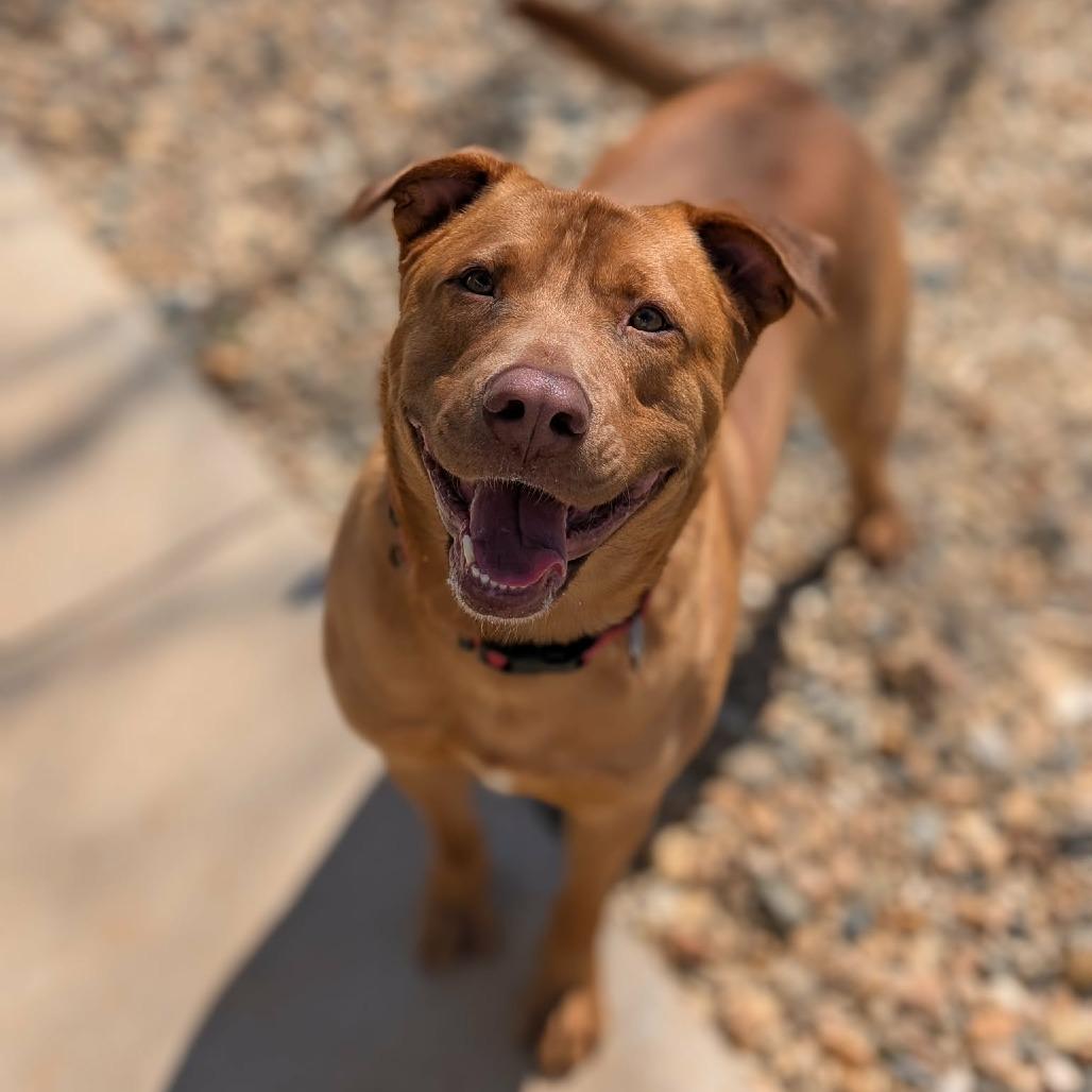 Enlarge Wrangler(BAS), a Adoptable mixed breed in Lenoir, NC image 5/6
