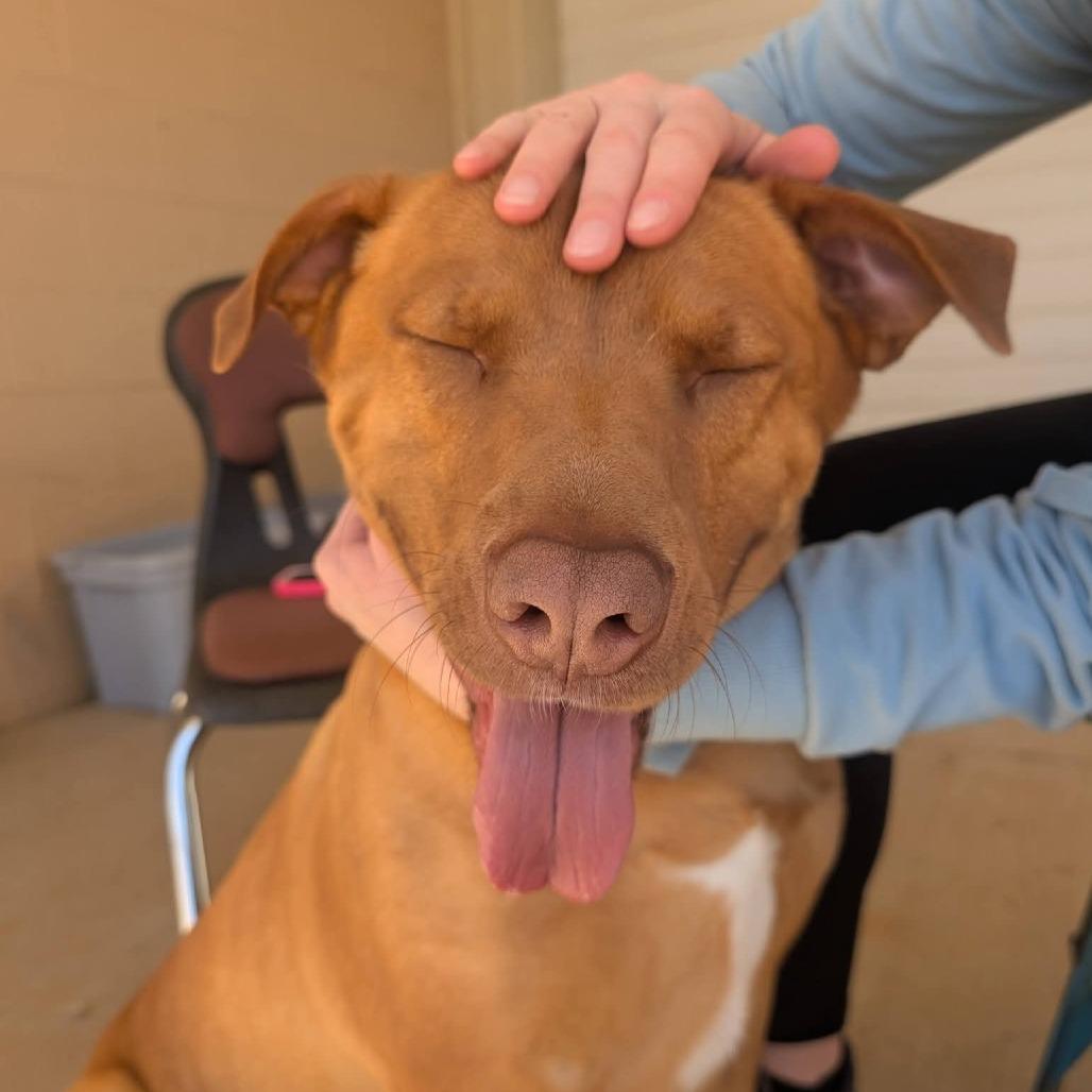 Enlarge Wrangler(BAS), a Adoptable mixed breed in Lenoir, NC image 6/6