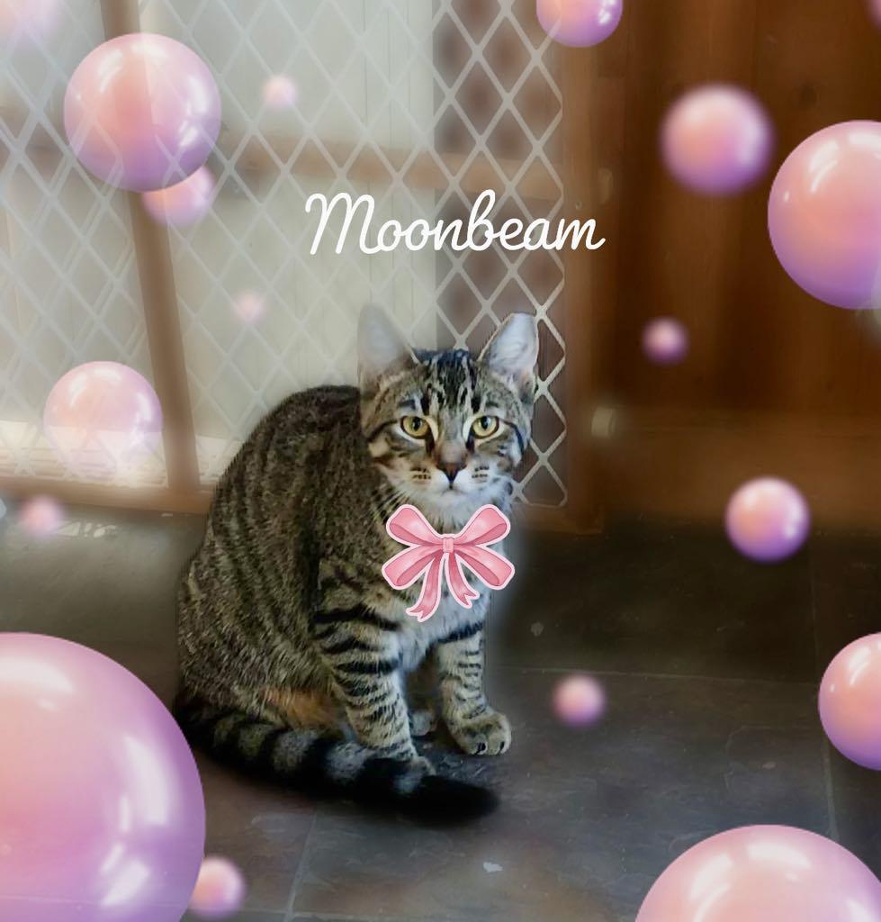 Enlarge Moonbeam, a Adoptable Domestic Short Hair in Charlotte, NC image 2/3