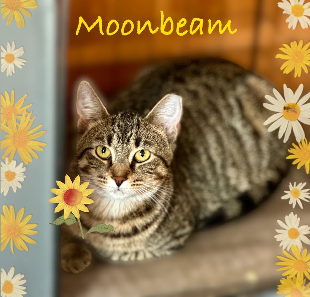 Enlarge Moonbeam, a Adoptable Domestic Short Hair in Charlotte, NC image 1/3