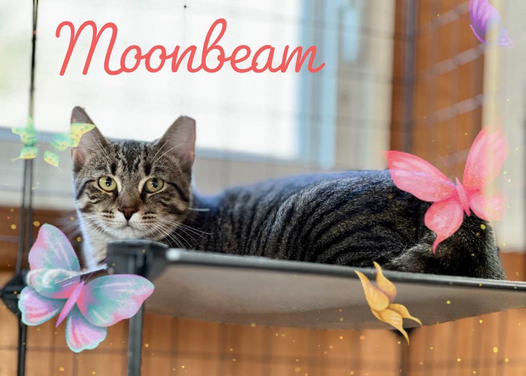 Enlarge Moonbeam, a Adoptable Domestic Short Hair in Charlotte, NC image 3/3