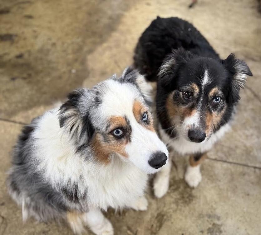 Enlarge Cowboy and Max!, a ADOPTABLE Australian Shepherd in Edgewater, MD image 1/2