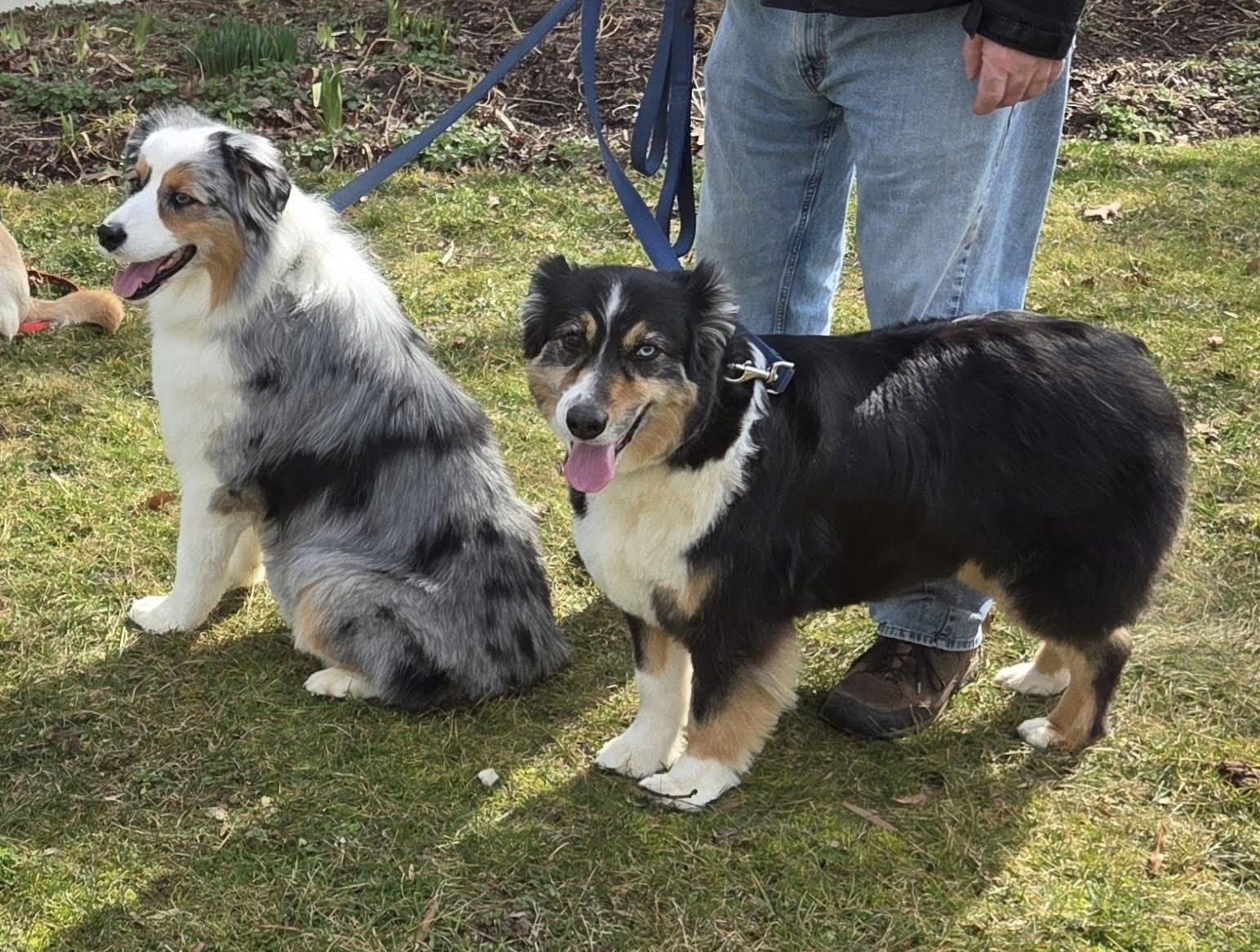 Enlarge Cowboy and Max!, a ADOPTABLE Australian Shepherd in Edgewater, MD image 2/2