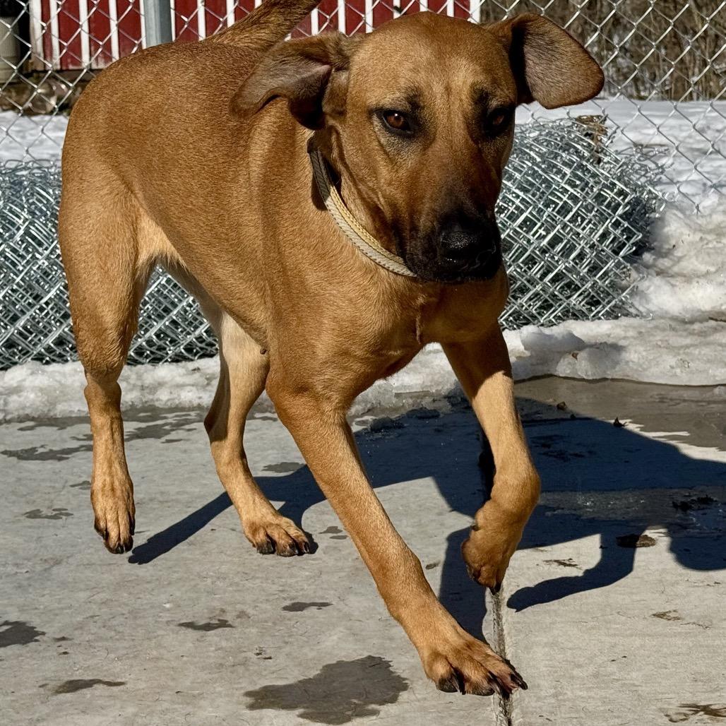 Blair, Adoptable, Adult Female Mixed Breed.