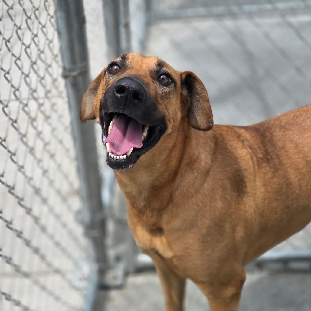 Enlarge Blair, a Adoptable Mixed Breed in Red House, WV image 2/5