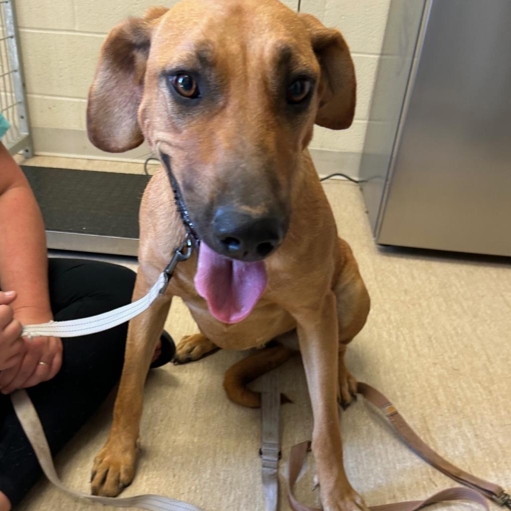 Enlarge Blair, a Adoptable Mixed Breed in Red House, WV image 2/2