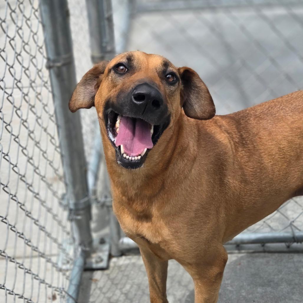 Enlarge Blair, a Adoptable Mixed Breed in Red House, WV image 4/5
