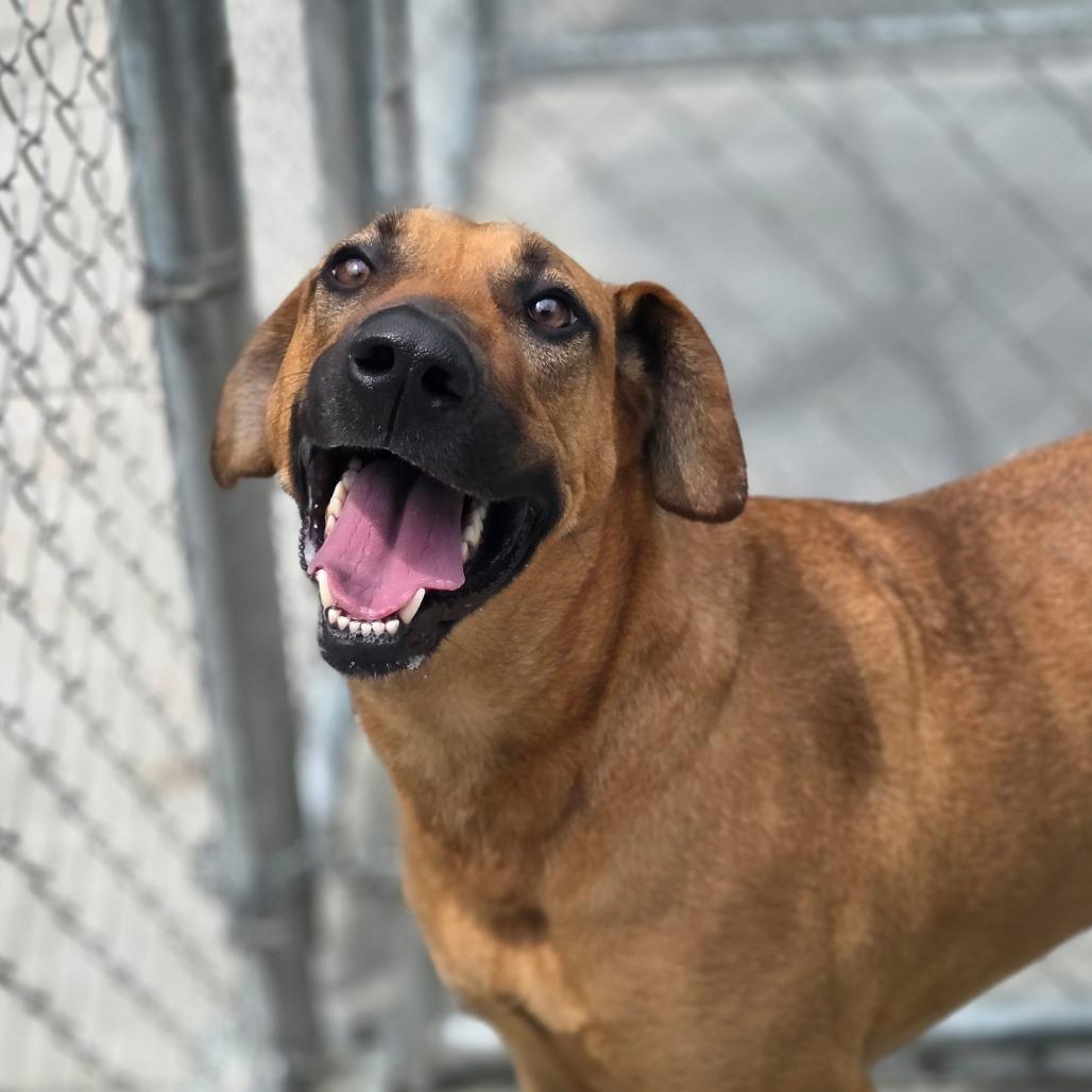 Enlarge Blair, a Adoptable Mixed Breed in Red House, WV image 5/5
