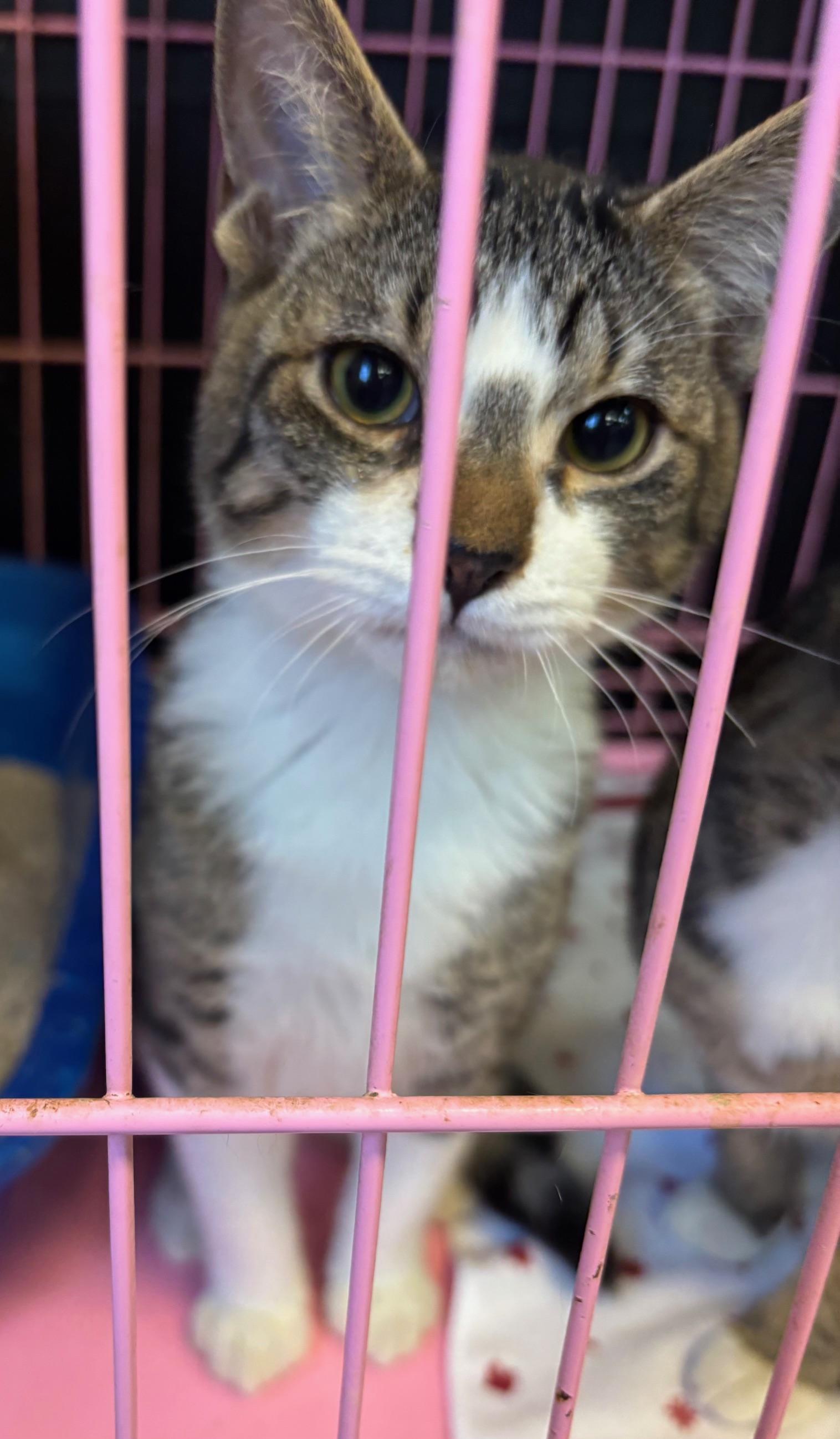 Morgan, ADOPTABLE, Young Male Tabby.