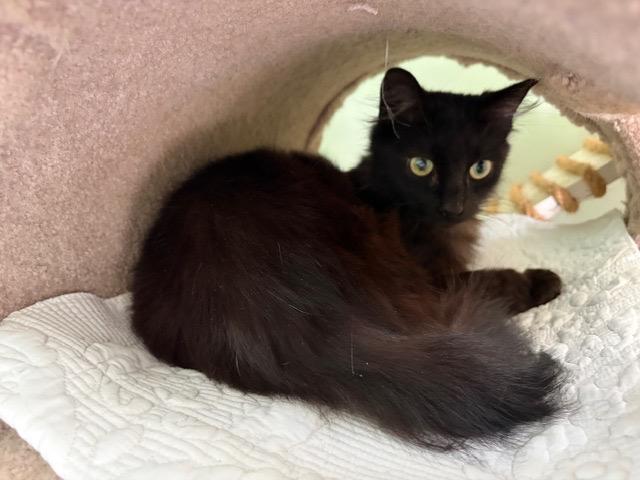 Enlarge EVE, a ADOPTABLE mixed breed in Churchville, PA image 2/3